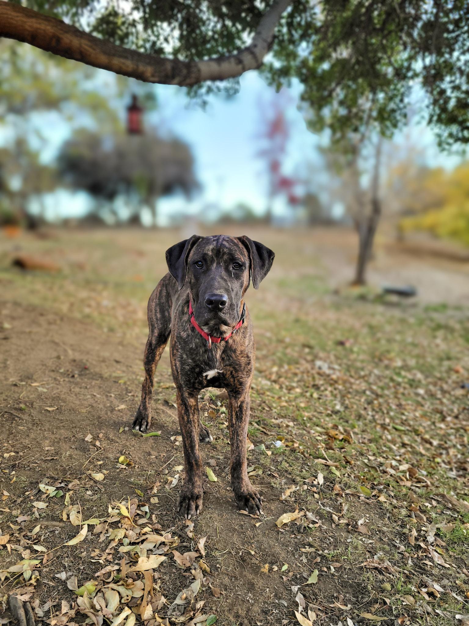 Fava, a Adoptable mixed breed in Temecula, CA image 3/6