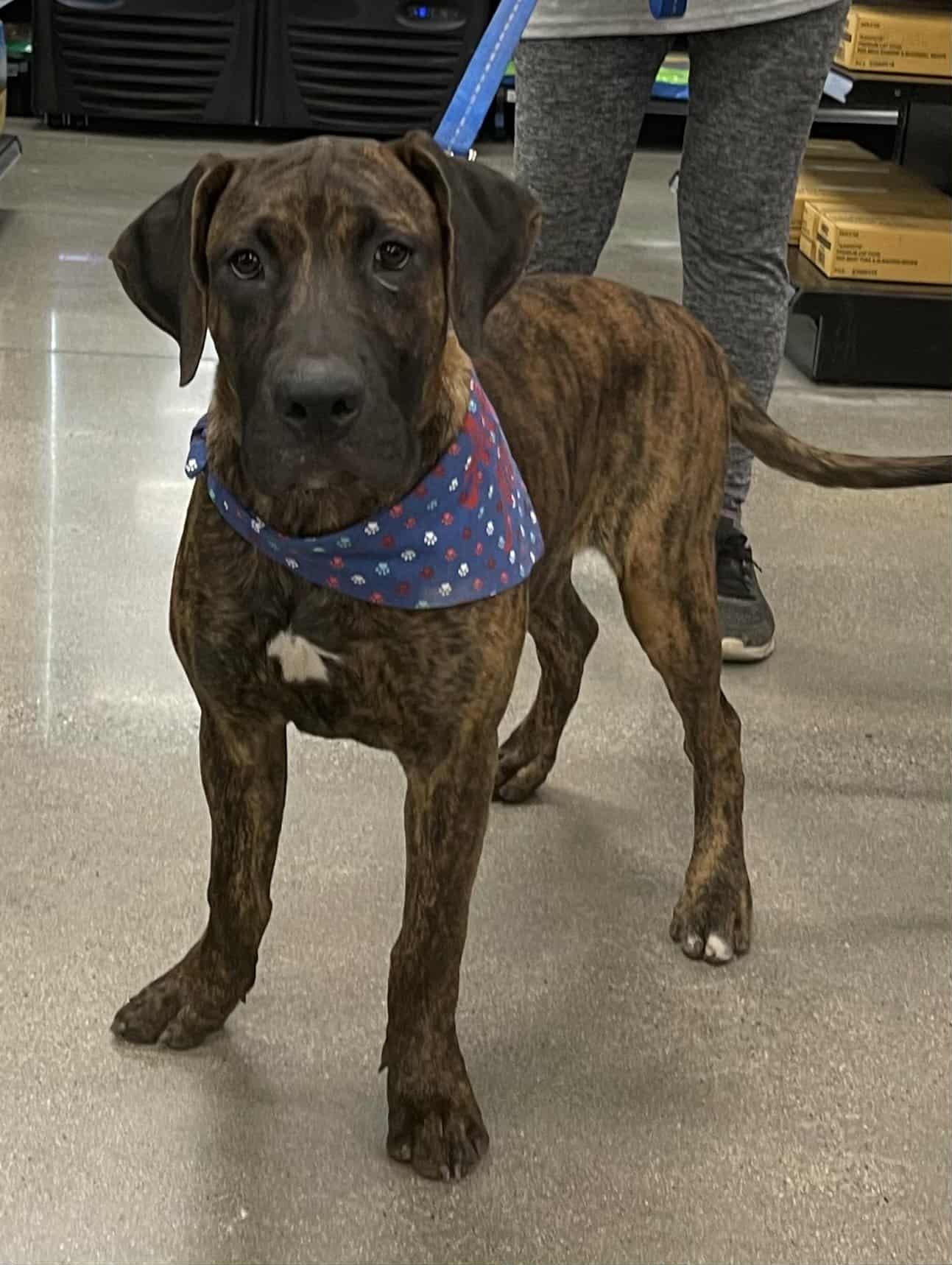 Fava, a Adoptable mixed breed in Temecula, CA image 5/6