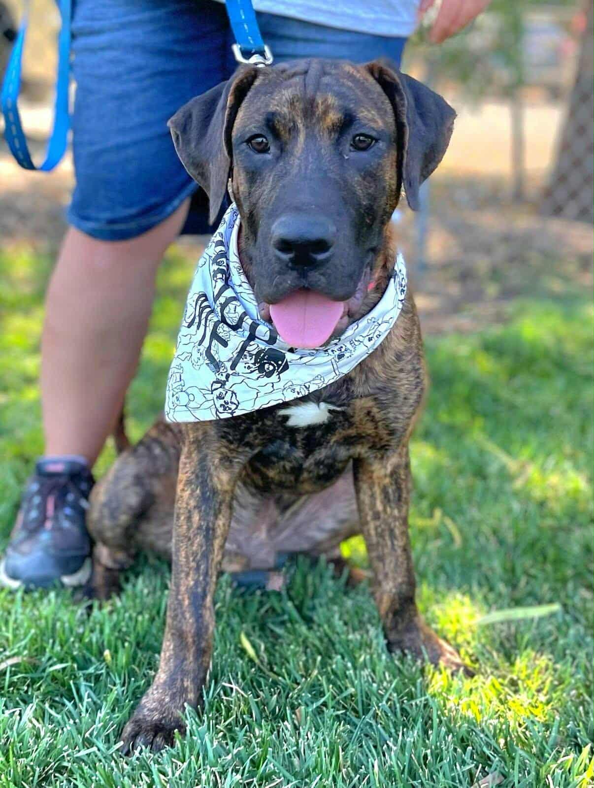 Fava, a Adoptable mixed breed in Temecula, CA image 4/6