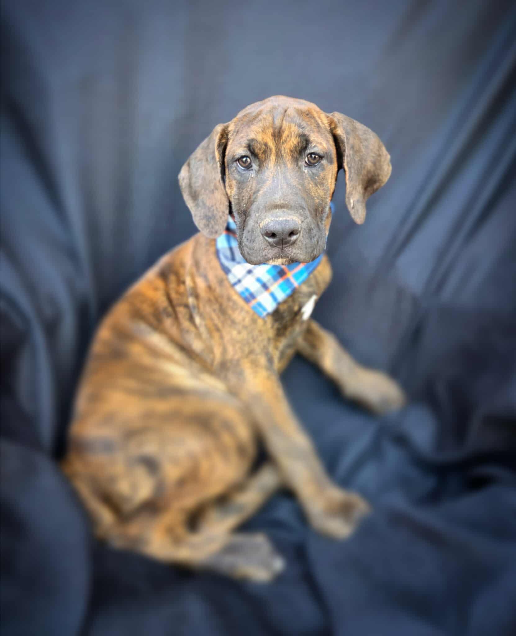 Fava, a Adoptable mixed breed in Temecula, CA image 6/6