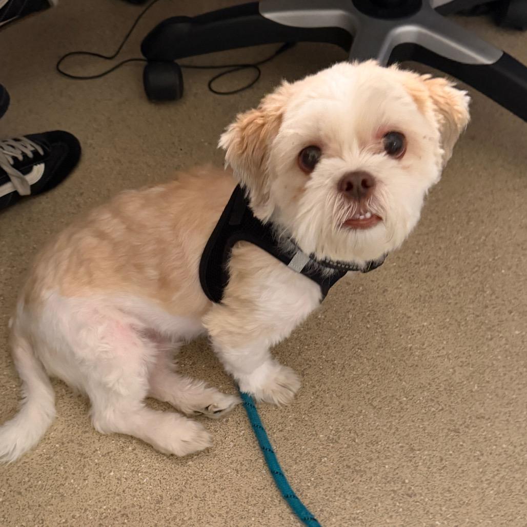 Lucas, Adoptable, Adult Male Shih Tzu & Bichon Frise.