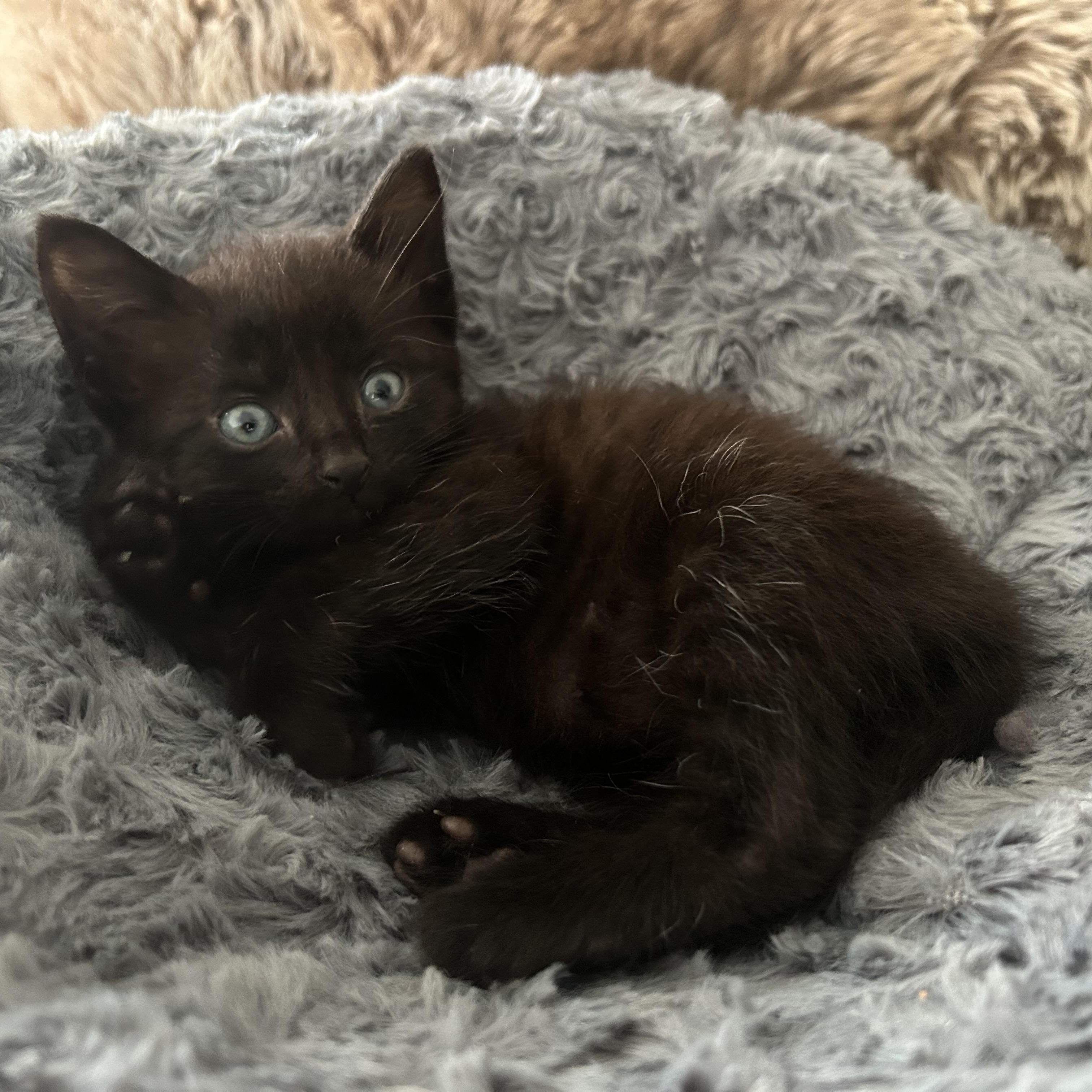 Fifi, ADOPTABLE, Kitten Female American Shorthair.