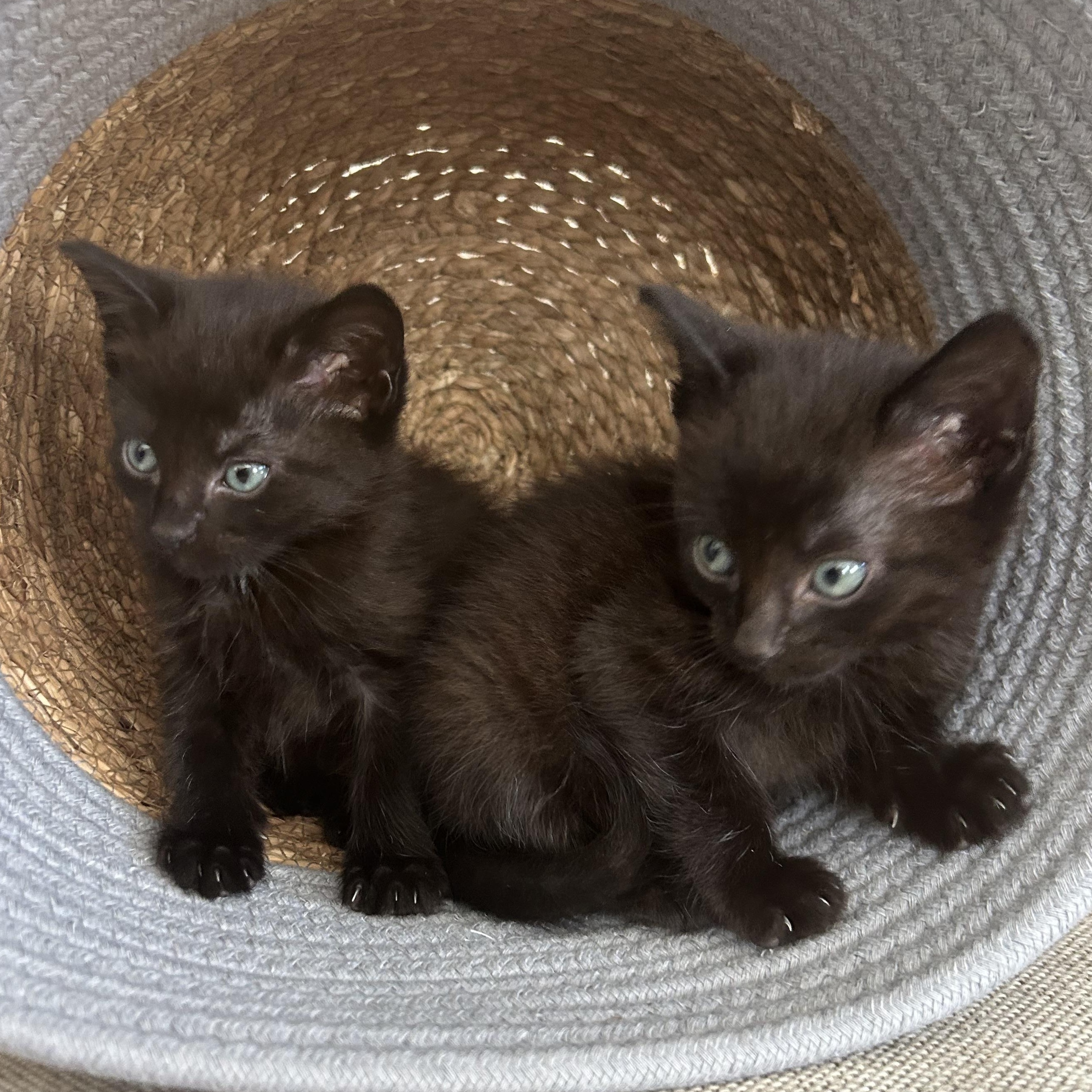 Fifi, a ADOPTABLE American Shorthair in Lilburn, GA image 4/5