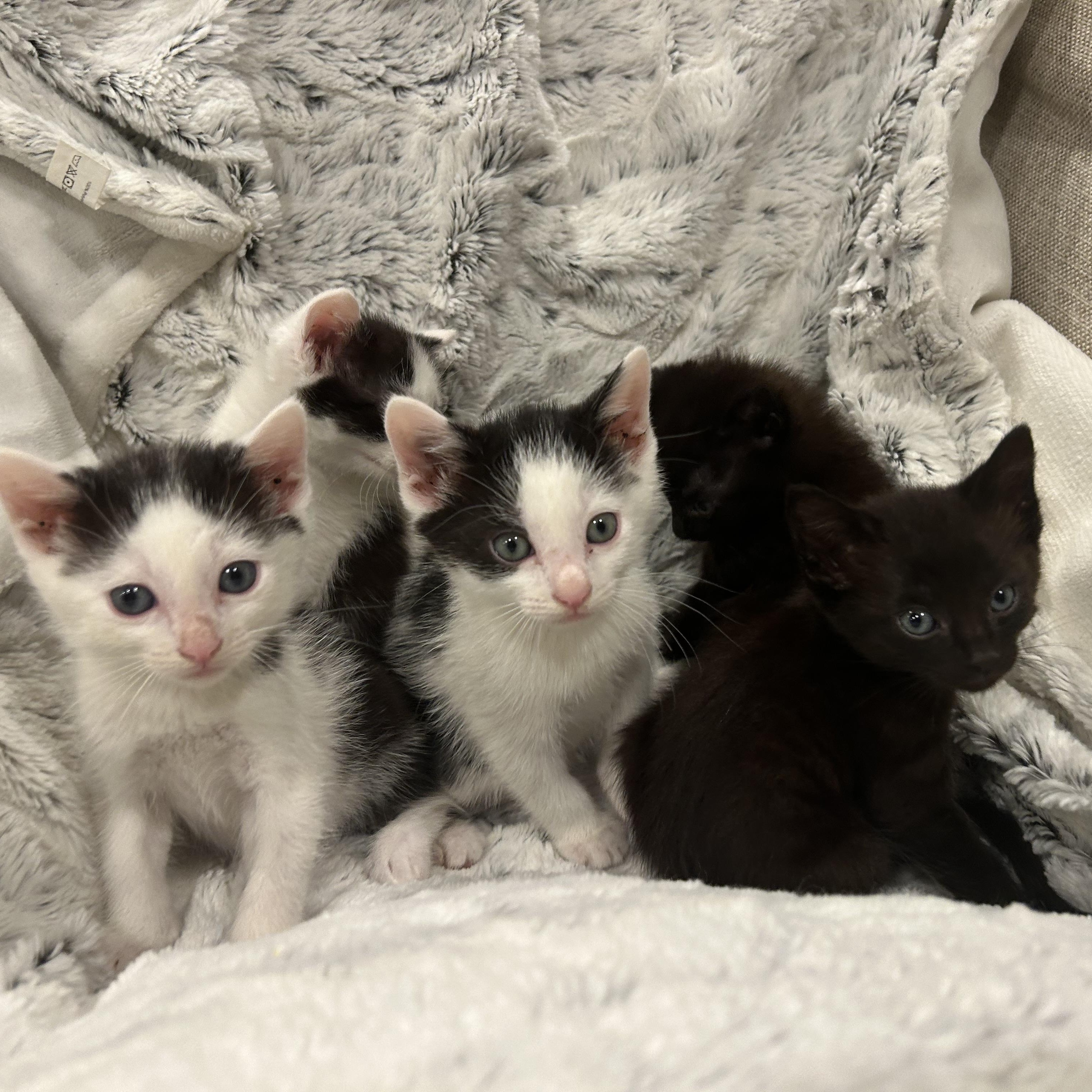 Fifi, a ADOPTABLE American Shorthair in Lilburn, GA image 3/5