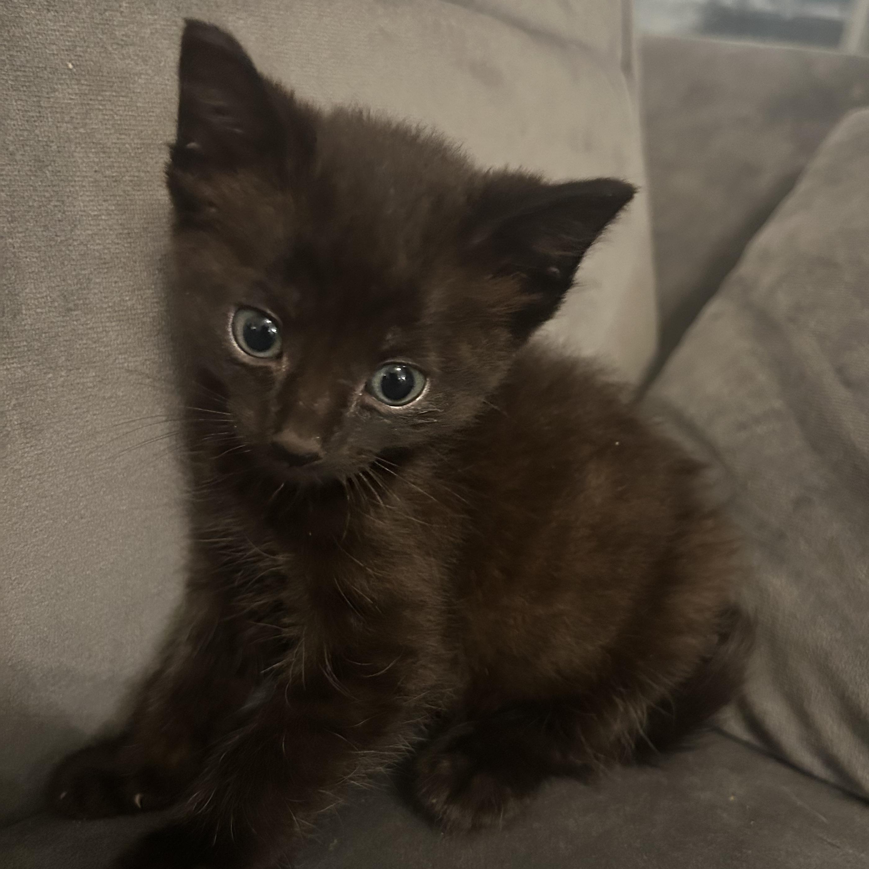 Fifi, a ADOPTABLE American Shorthair in Lilburn, GA image 2/5