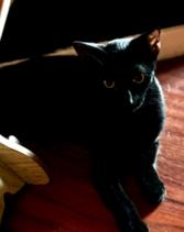 Davey Jones, Adoptable, Young Male Domestic Short Hair.