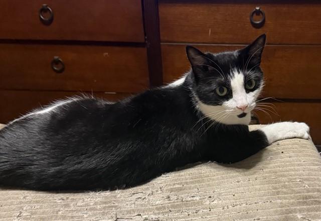 Enlarge HOLLY, a Adoptable Domestic Short Hair in Chester, SC image 1/1