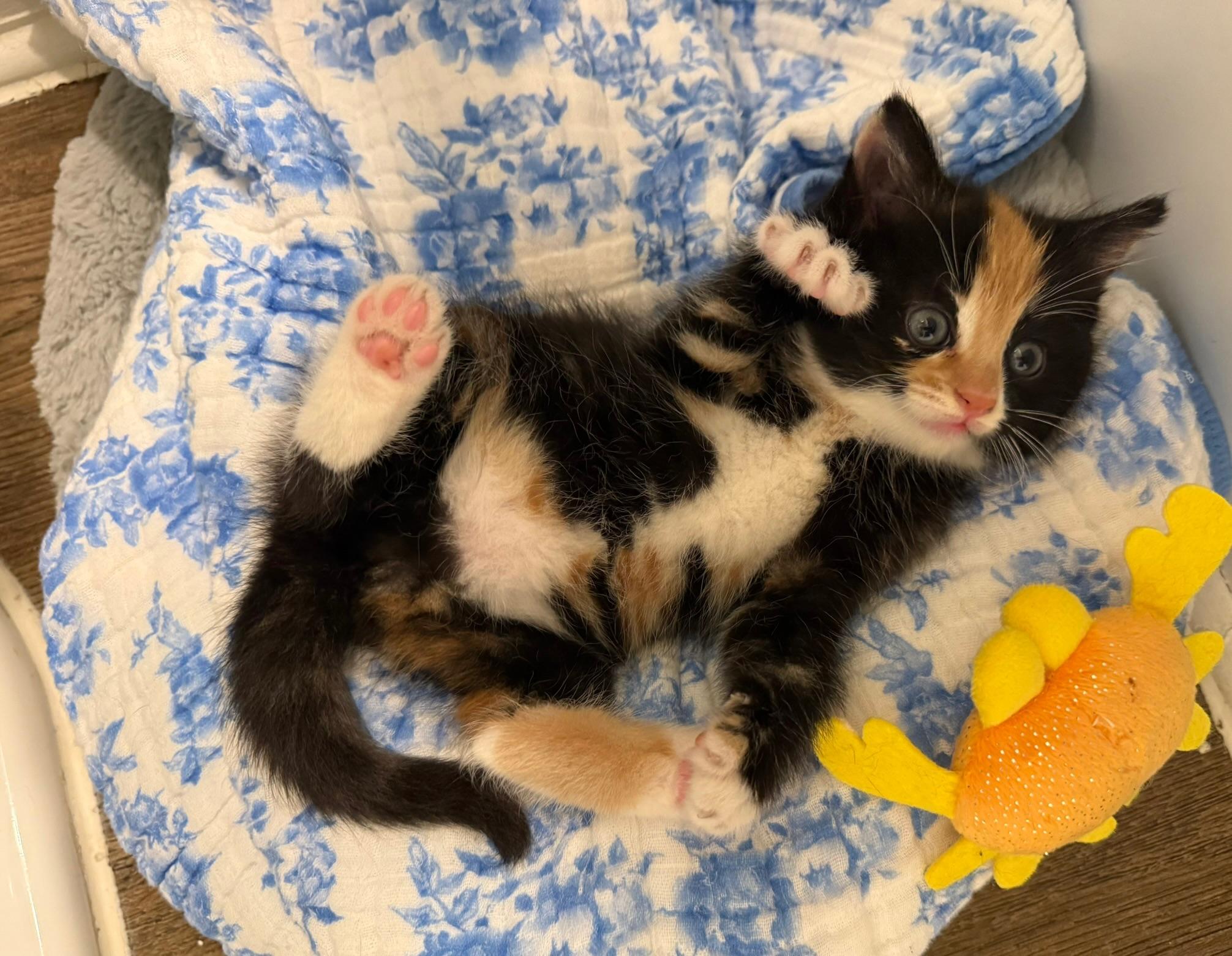 Enlarge Hazelnut, a Adoptable Calico in Laguna Beach, CA image 2/6