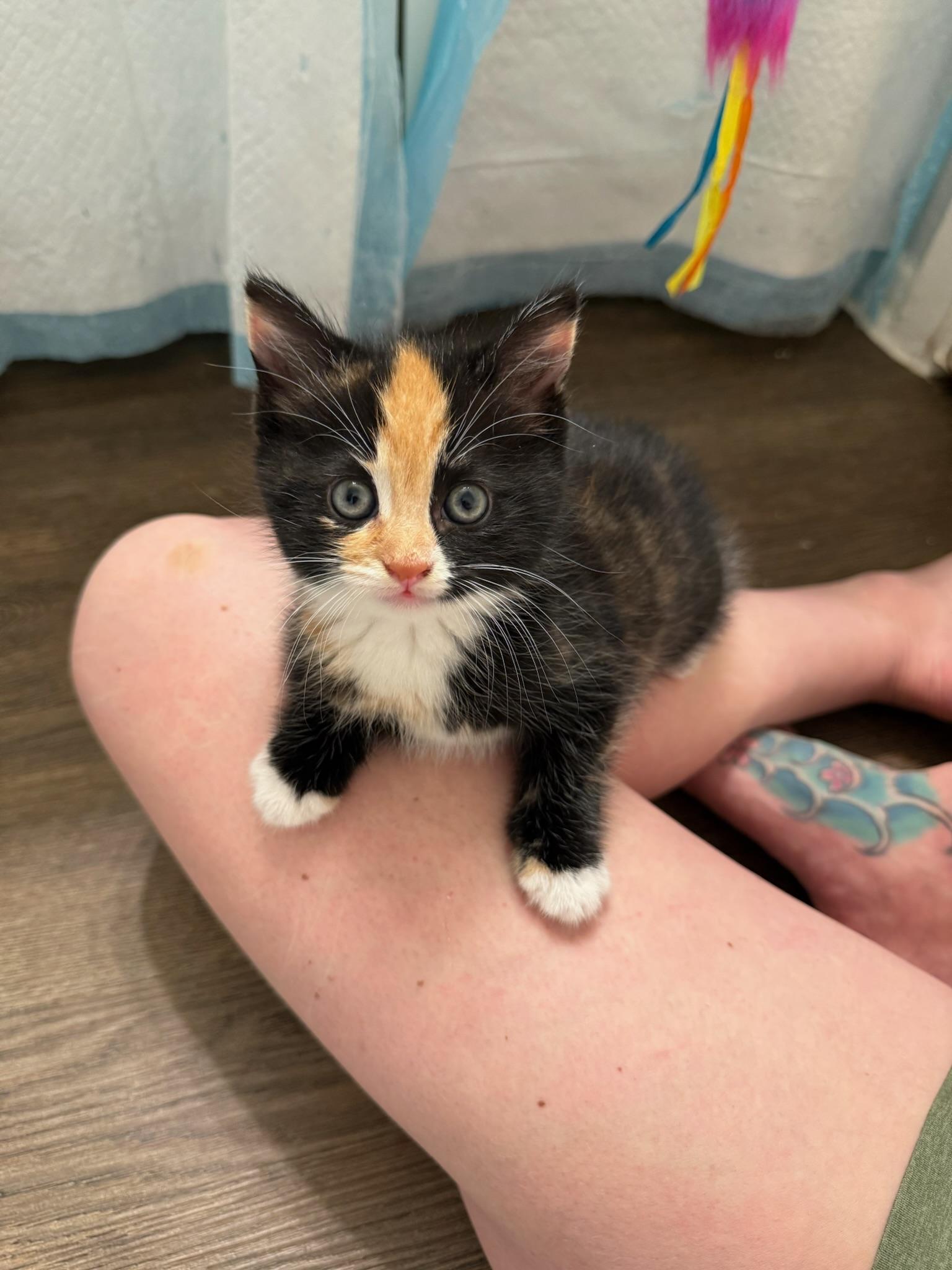 Enlarge Hazelnut, a Adoptable Calico in Laguna Beach, CA image 6/6