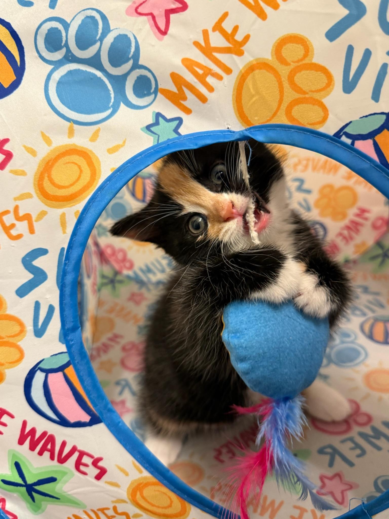 Enlarge Hazelnut, a Adoptable Calico in Laguna Beach, CA image 5/6