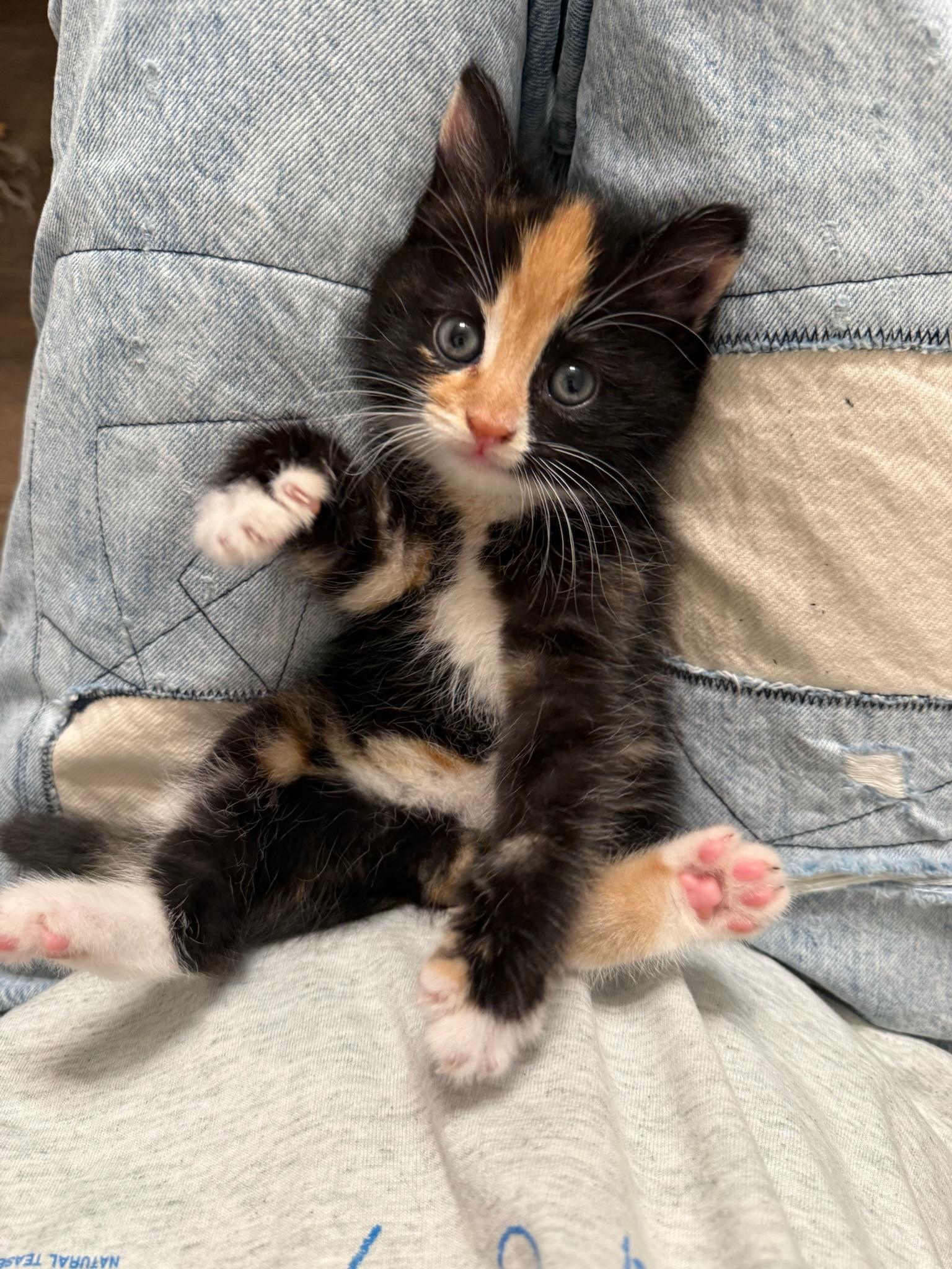 Enlarge Hazelnut, a Adoptable Calico in Laguna Beach, CA image 4/6