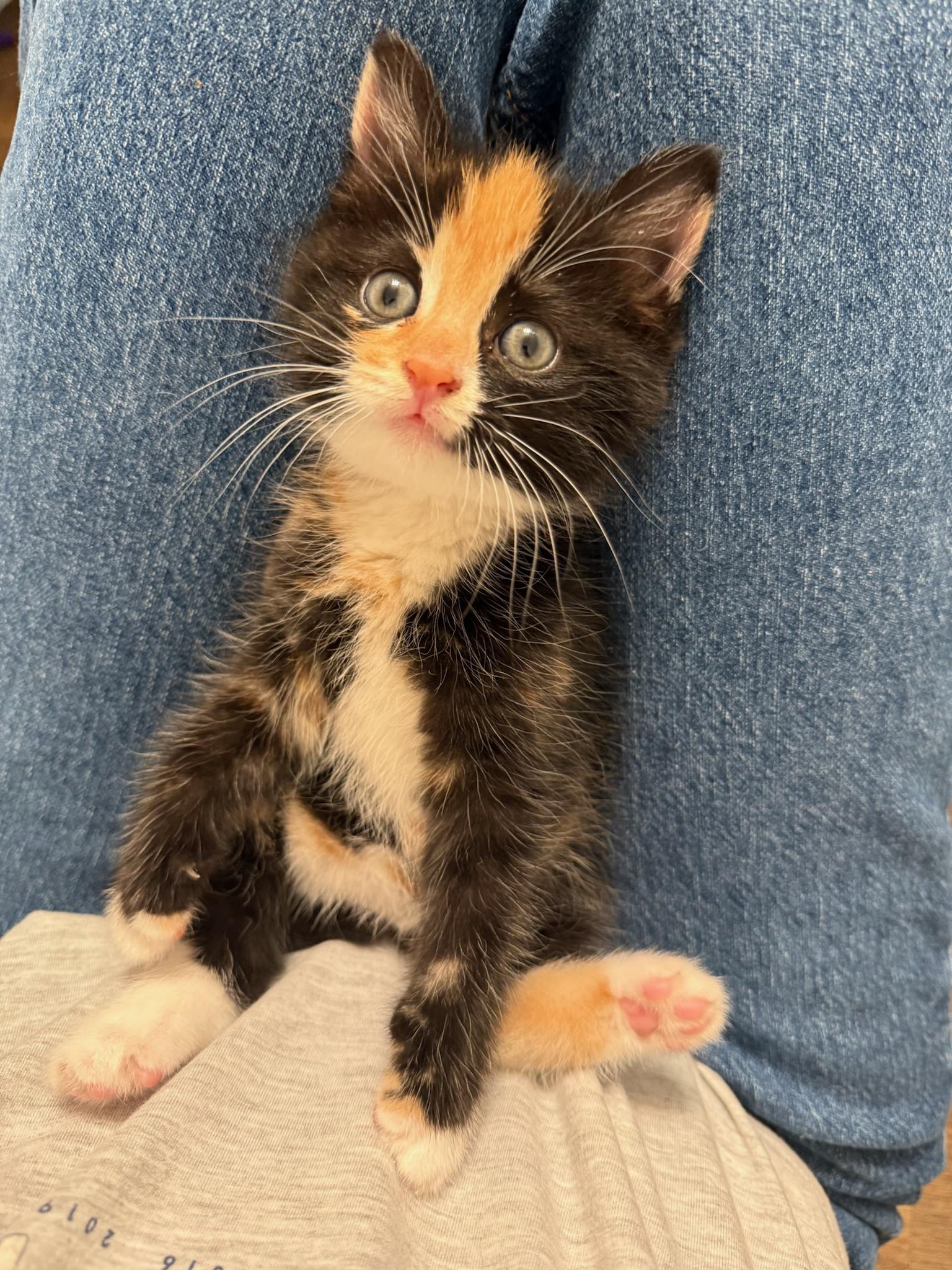 Enlarge Hazelnut, a Adoptable Calico in Laguna Beach, CA image 1/6