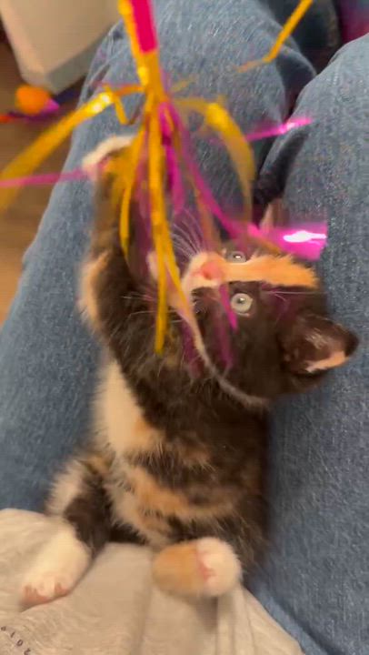 Enlarge Hazelnut, a Adoptable Calico in Laguna Beach, CA video 3/6