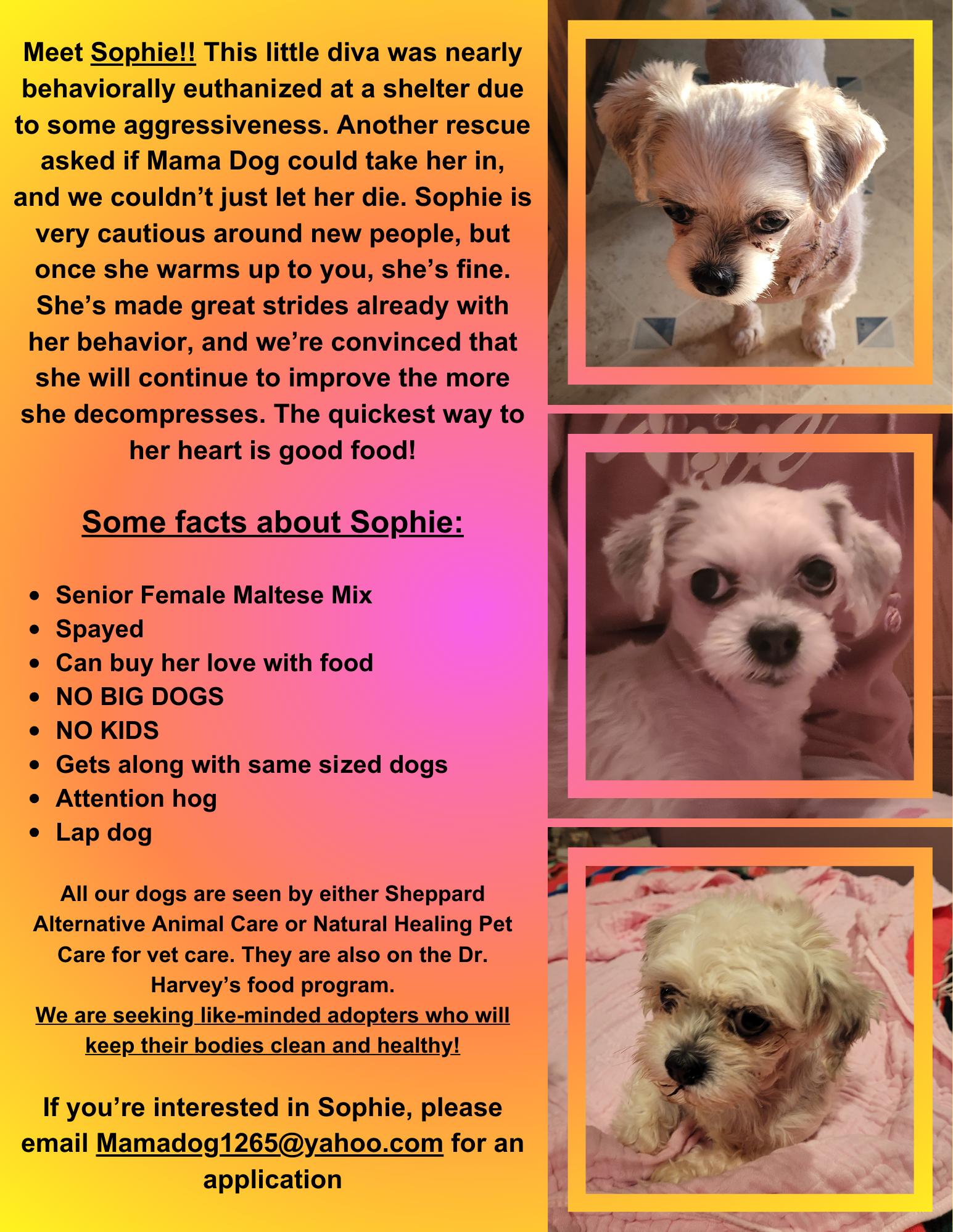 Enlarge Sophie (I am in a holistic rescue please read my description), a ADOPTABLE Maltese in Warren, MI image 2/3
