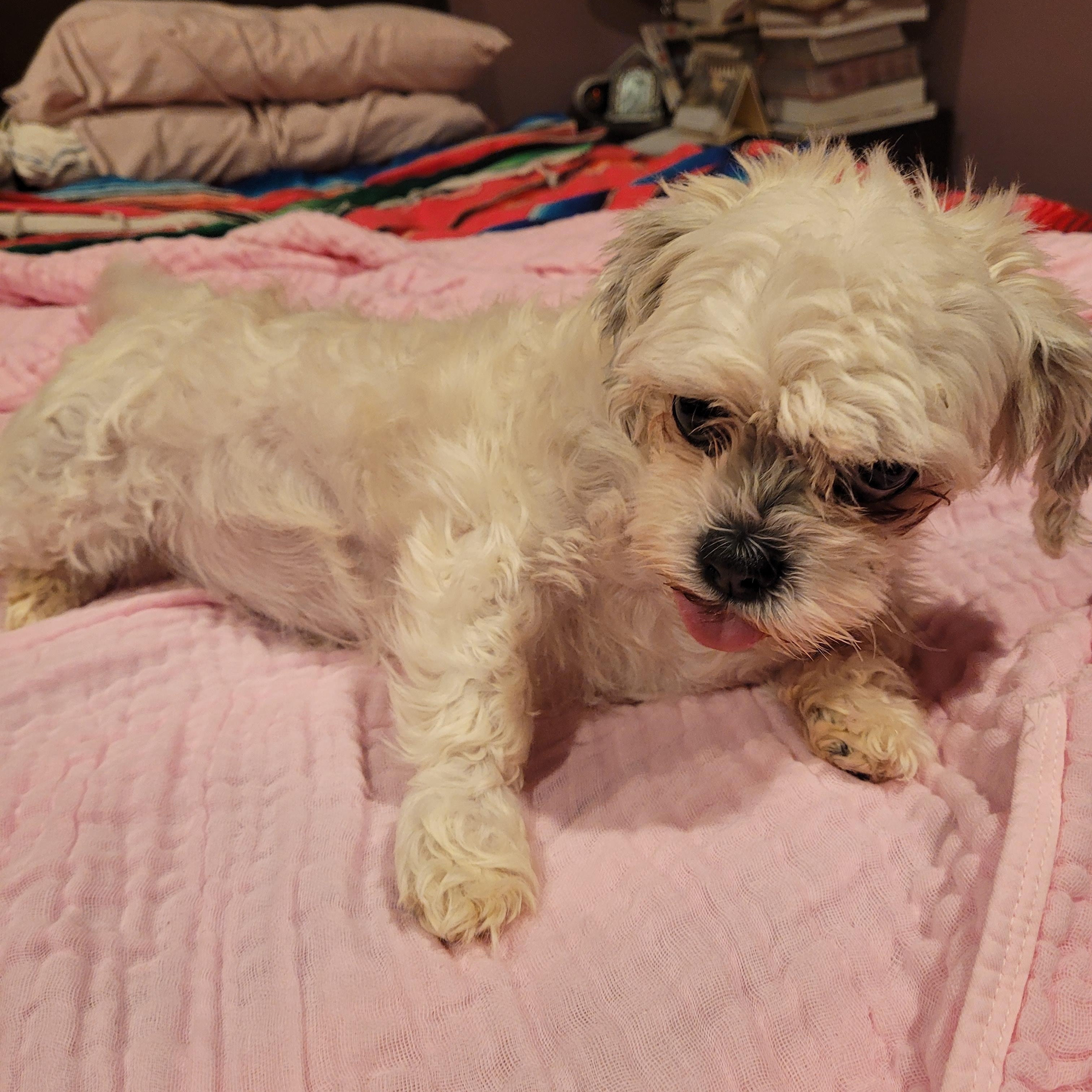 Enlarge Sophie (I am in a holistic rescue please read my description), a ADOPTABLE Maltese in Warren, MI image 1/3