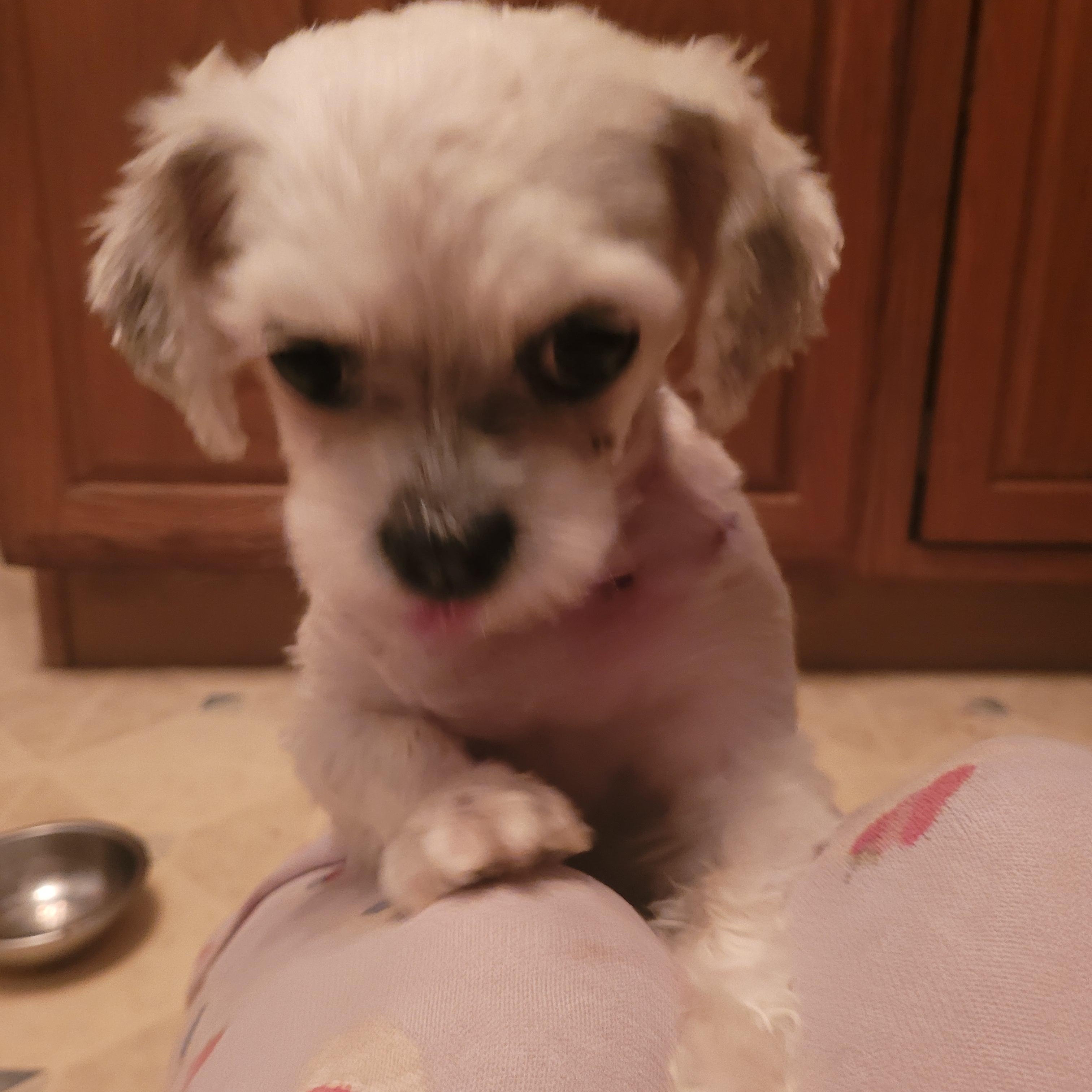 Enlarge Sophie (I am in a holistic rescue please read my description), a ADOPTABLE Maltese in Warren, MI image 3/3