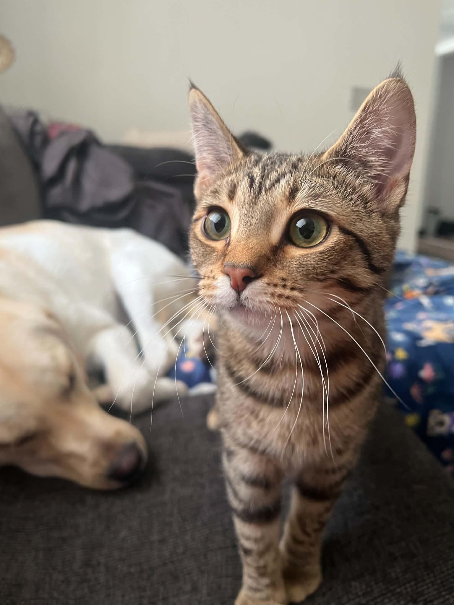Keke, Adoptable, Young Female Domestic Short Hair.