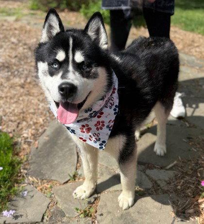 Tumbler, Adoptable, Young Male Siberian Husky.