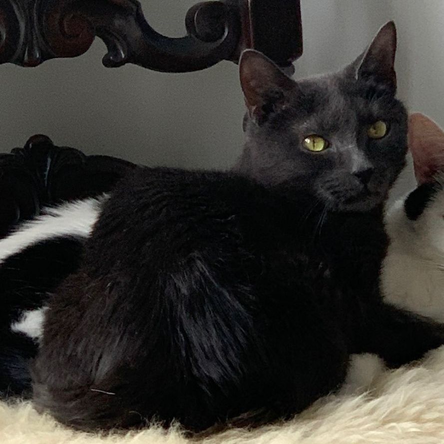 Bella, Adoptable, Adult Female Domestic Short Hair.