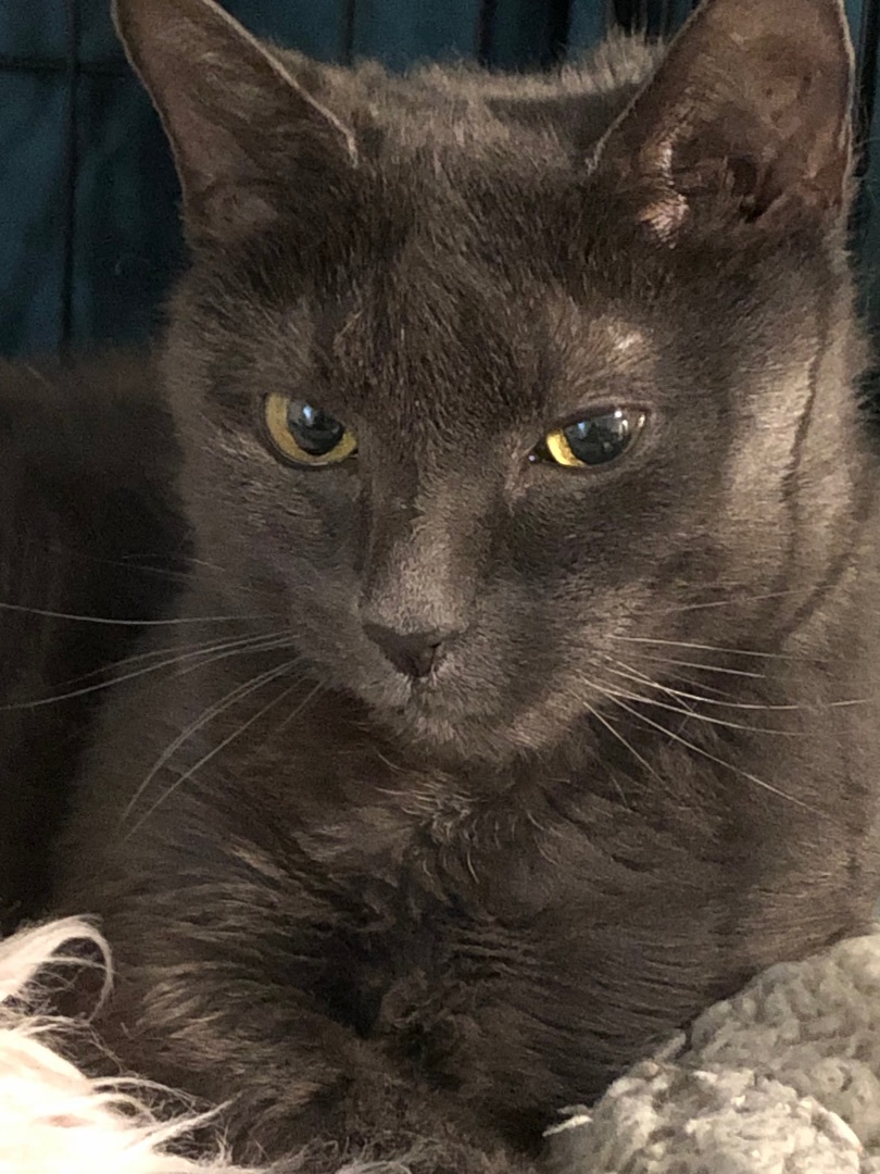 Bella, a Adoptable Domestic Short Hair image 2/11