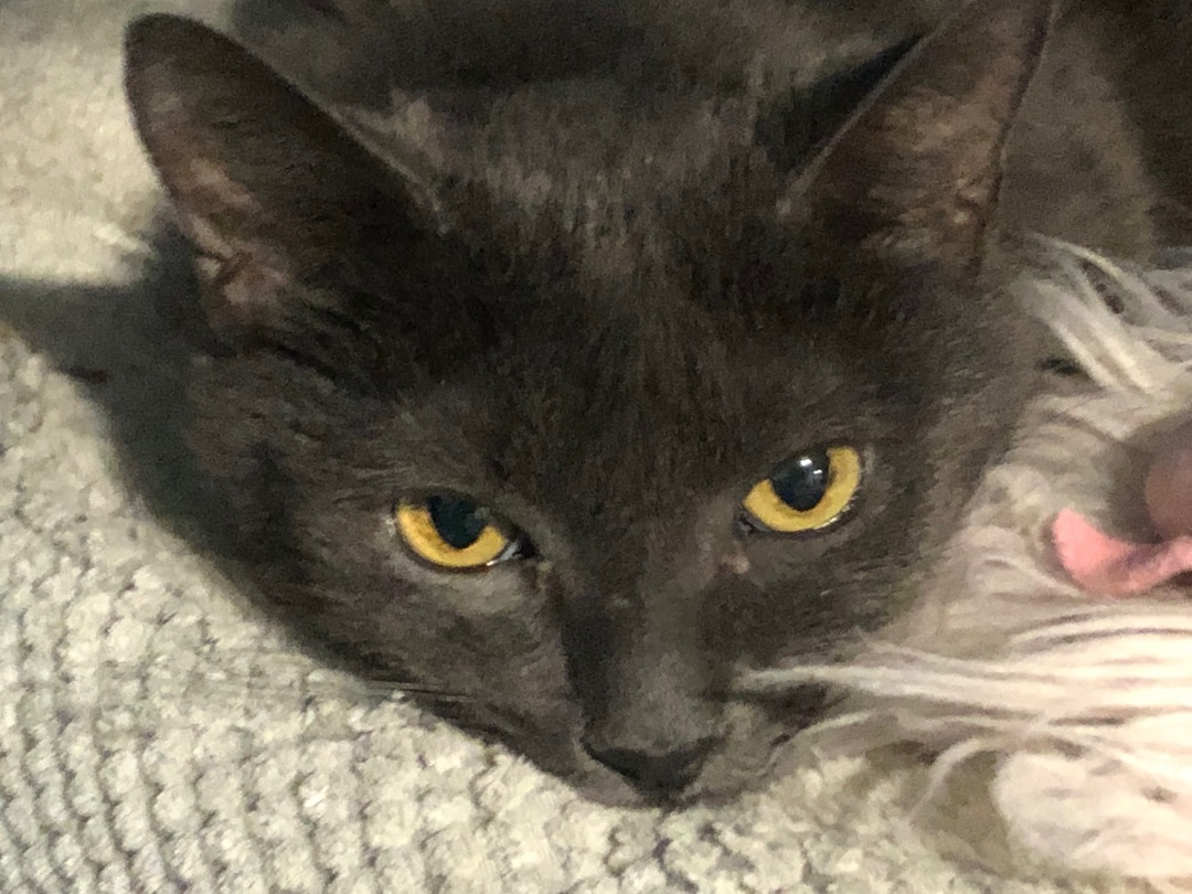 Bella, a Adoptable Domestic Short Hair image 3/11