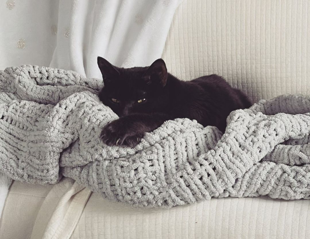 Bella, a Adoptable Domestic Short Hair image 4/11