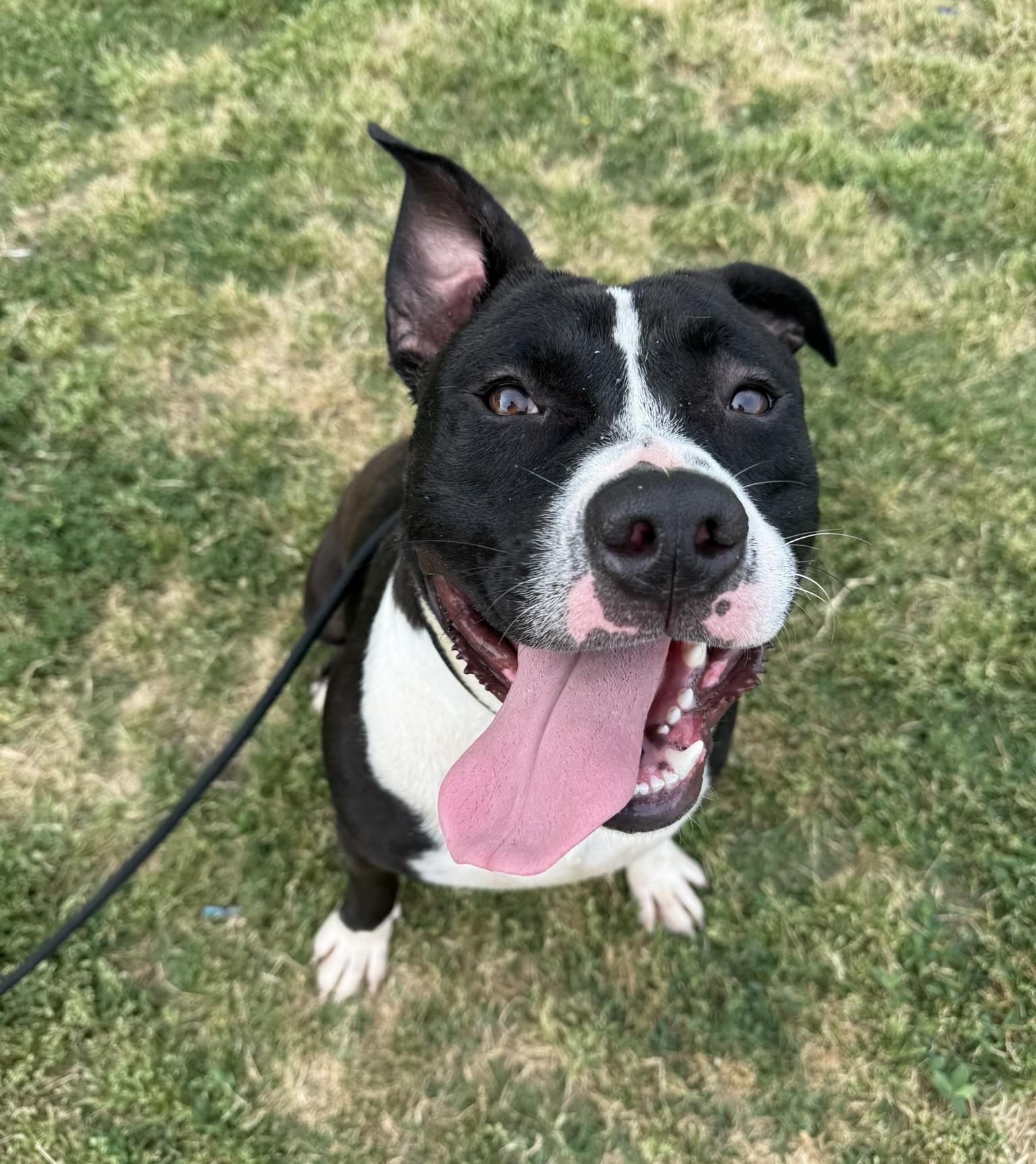 Patrick **Courtesy Post. Out of town pet. See below for details**