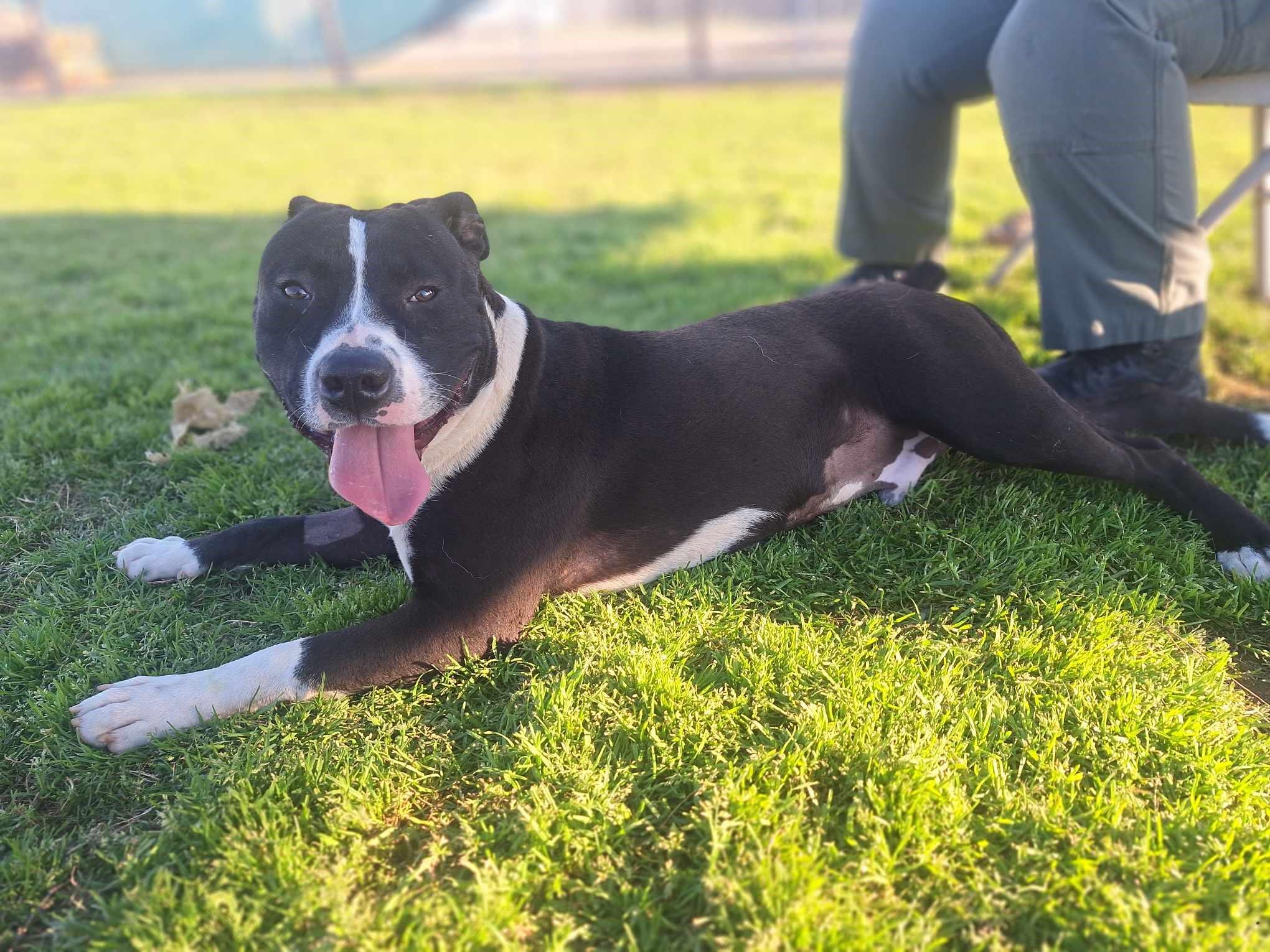 Patrick **Courtesy Post. Out of town pet. See below for details**