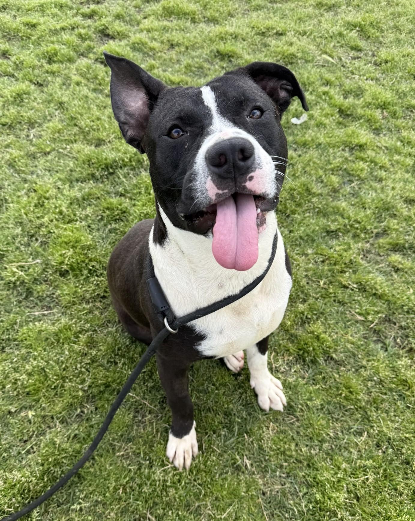 Patrick **Courtesy Post. Out of town pet. See below for details**