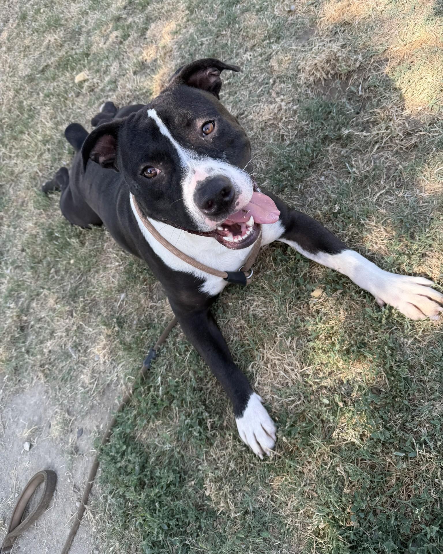 Patrick **Courtesy Post. Out of town pet. See below for details**