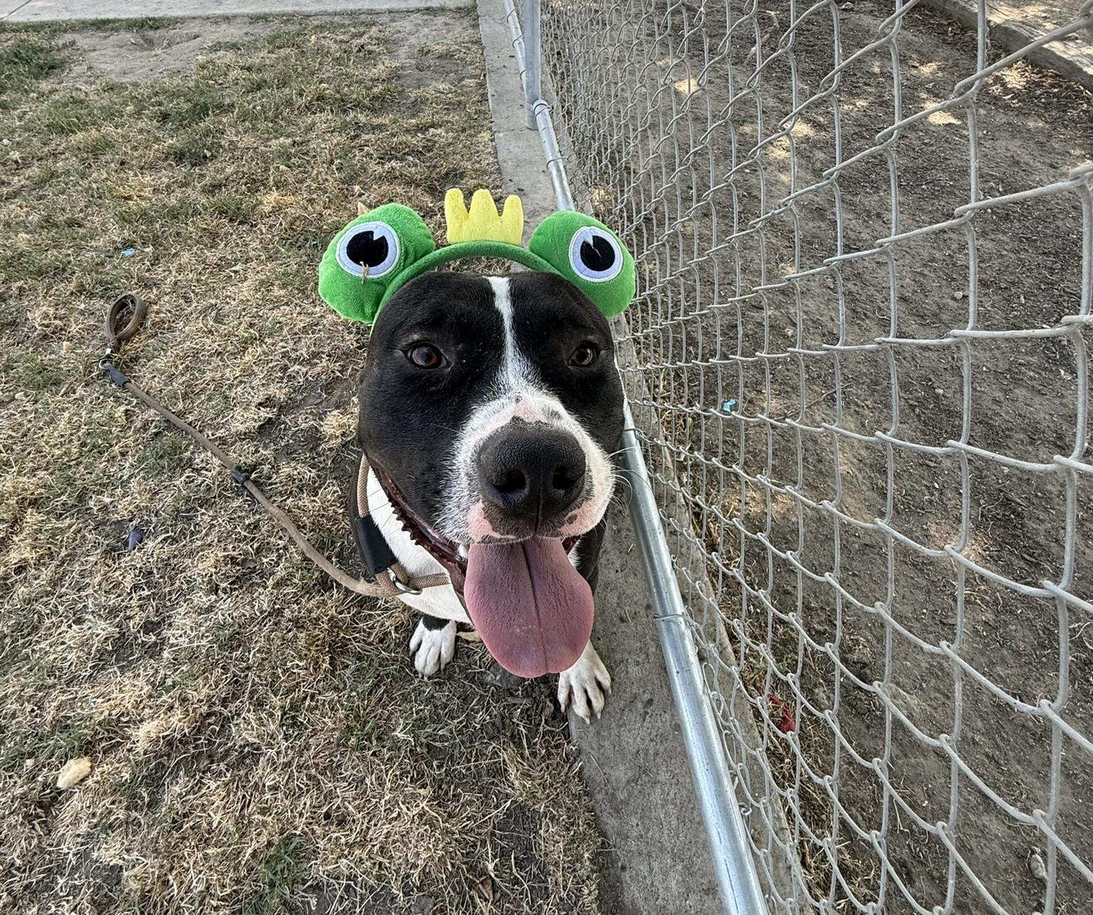 Patrick **Courtesy Post. Out of town pet. See below for details**