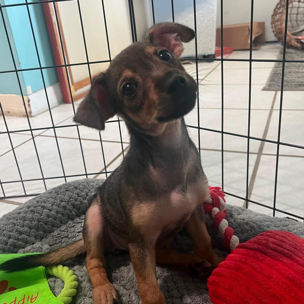 Cheese, Adoptable, Young Female Chihuahua & Mixed Breed.