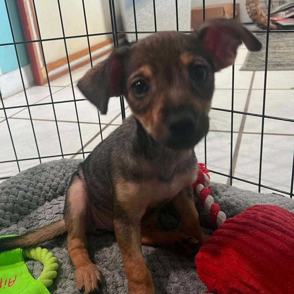 Enlarge Cheese, a Adoptable mixed breed in Merritt Island, FL image 2/3