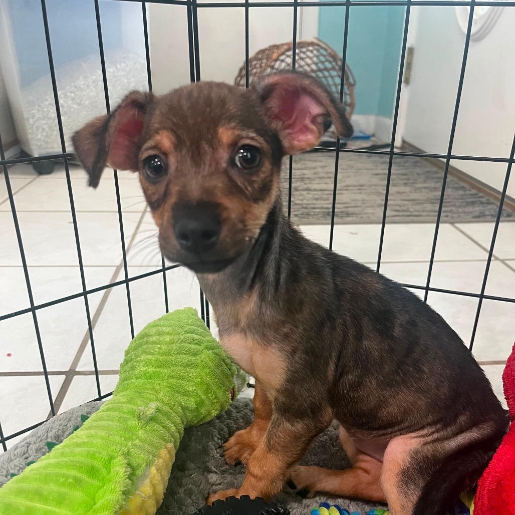 Enlarge Cheese, a Adoptable mixed breed in Merritt Island, FL image 3/3