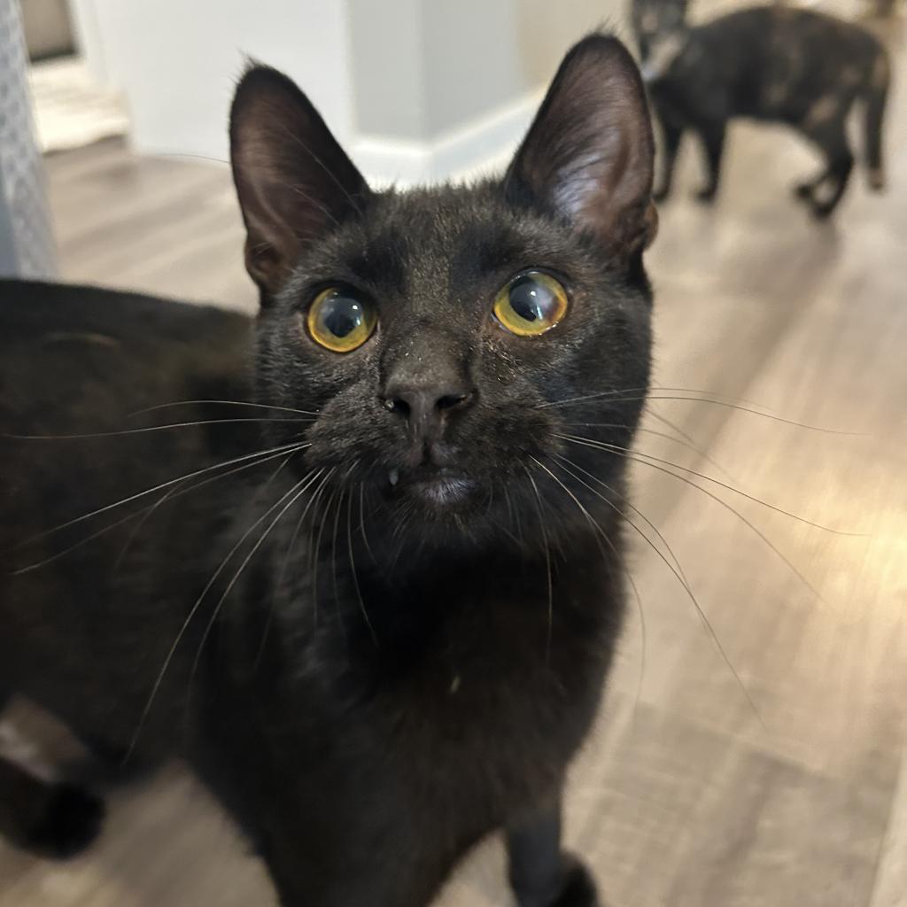 Cheese, Adoptable, Adult Male Domestic Short Hair.