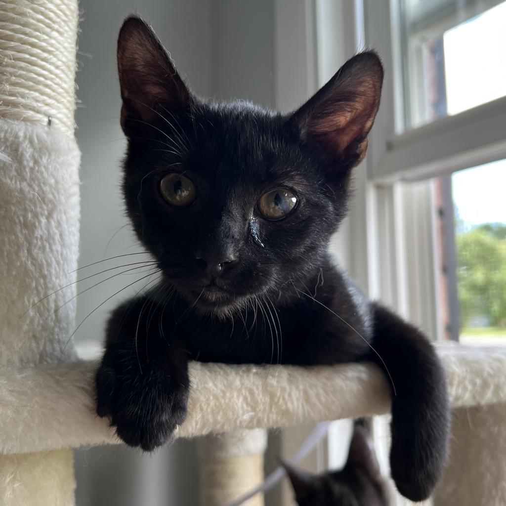 Cheese, a Adoptable Domestic Short Hair in Greenfield, IN image 3/6