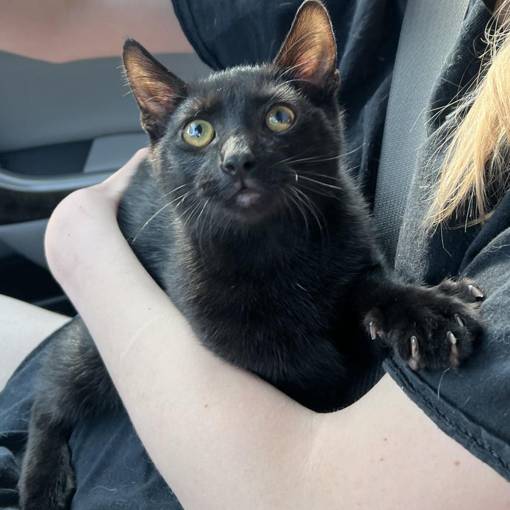 Cheese, a Adoptable Domestic Short Hair in Greenfield, IN image 4/6