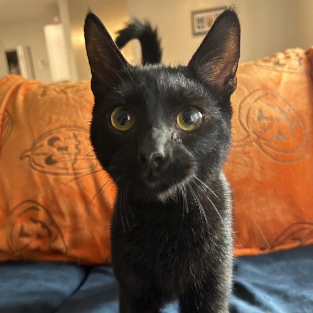 Cheese, a Adoptable Domestic Short Hair in Greenfield, IN image 5/6