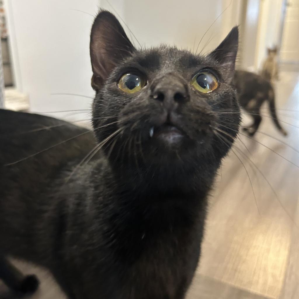 Cheese, a Adoptable Domestic Short Hair in Greenfield, IN image 6/6