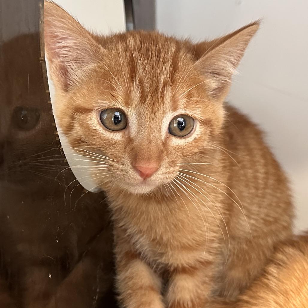 Meeny, Adoptable, Kitten Female Domestic Short Hair.