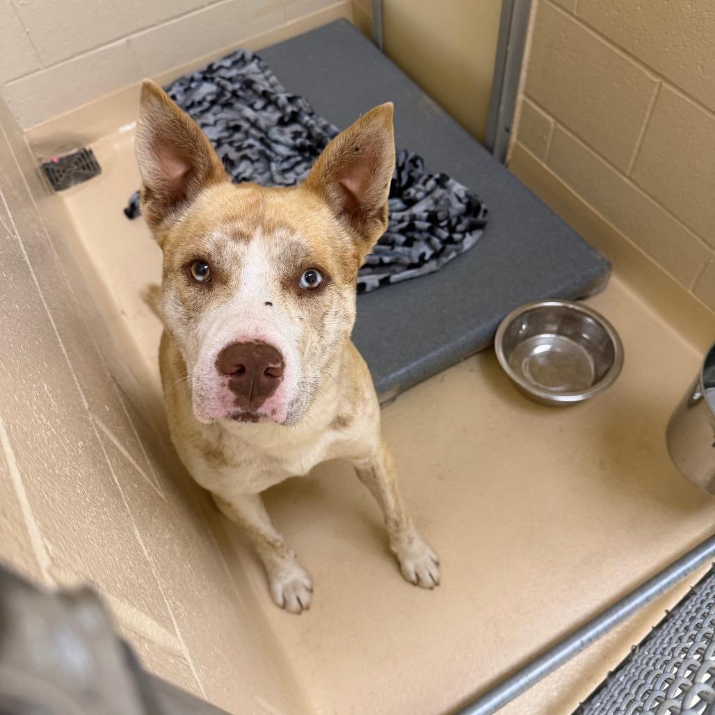 Enlarge Rotell Dip, a Adoptable Mixed Breed in Winston-Salem, NC image 1/1
