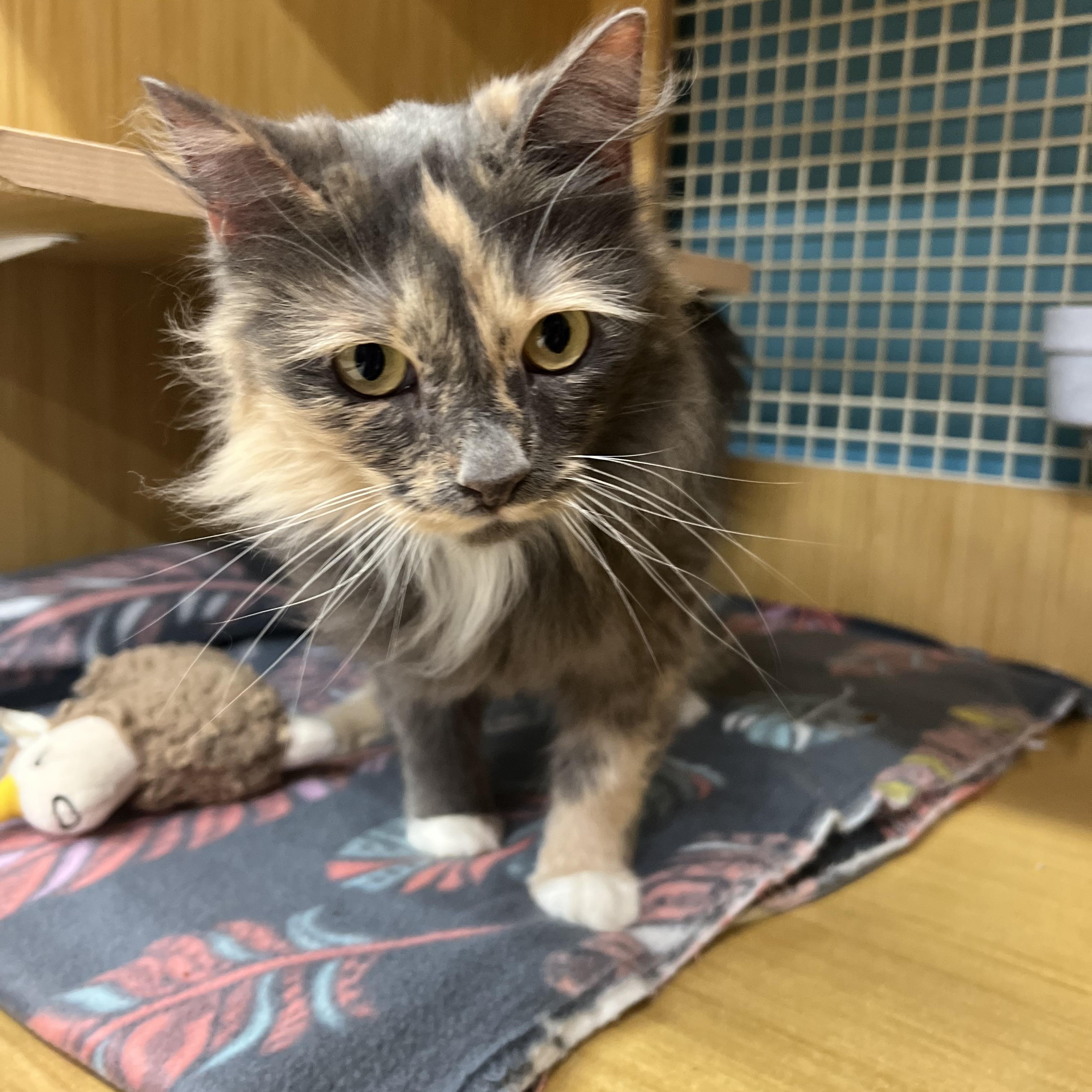Kola, Adult Female Domestic Medium Hair