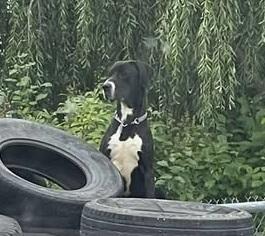 Goofy, a Adoptable mixed breed in Winnipeg, MB image 2/4