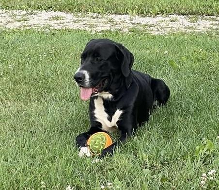 Goofy, a Adoptable mixed breed in Winnipeg, MB image 3/4