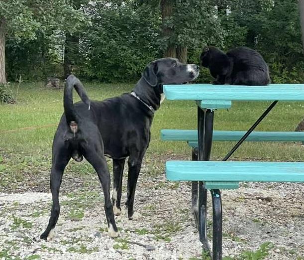 Goofy, a Adoptable mixed breed in Winnipeg, MB image 4/4