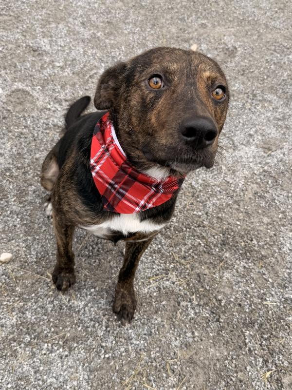 Estaban, Adoptable, Adult Male Mountain Cur.