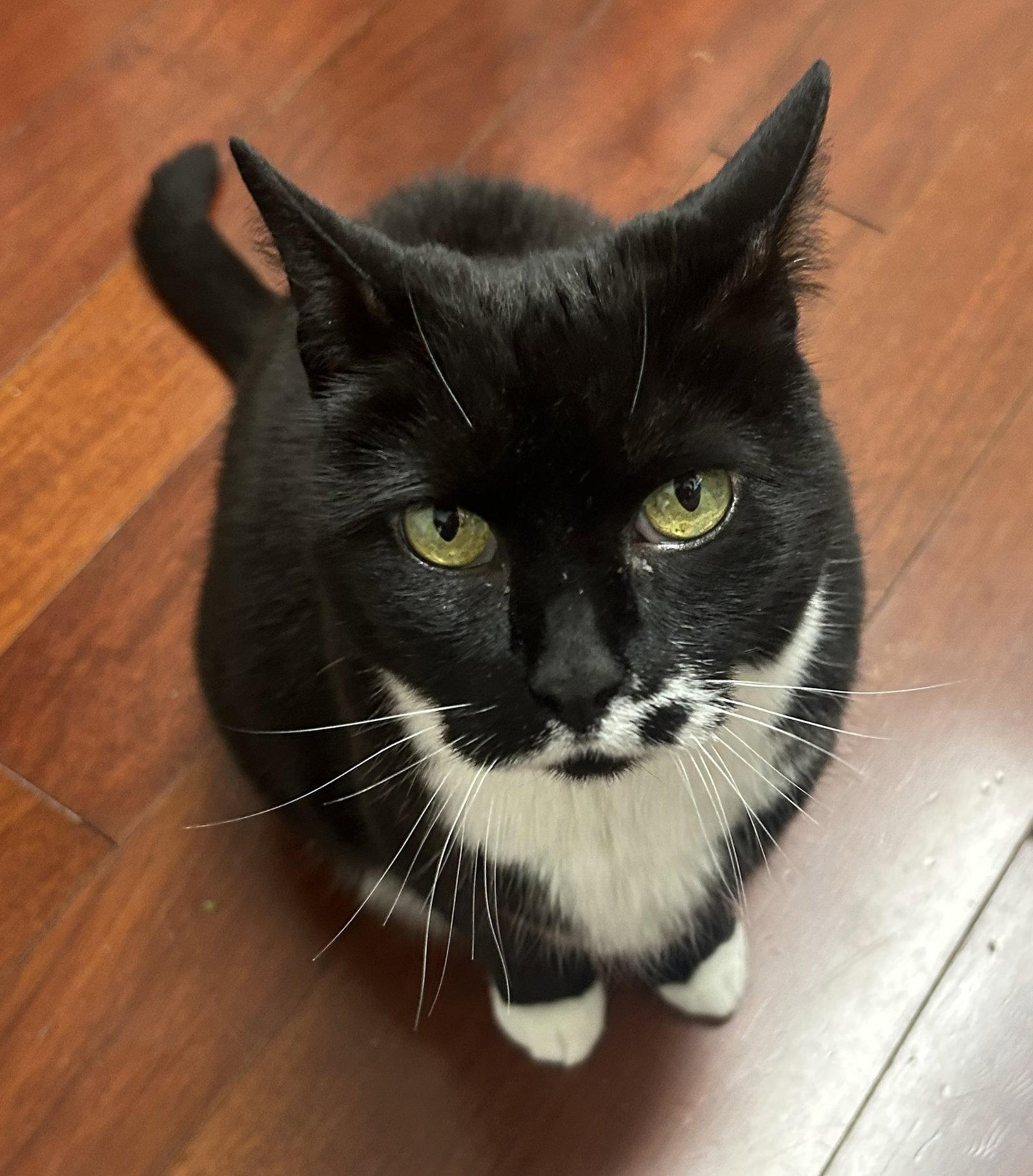 Enlarge Mu, a Adoptable Domestic Short Hair in Reston, VA image 1/3