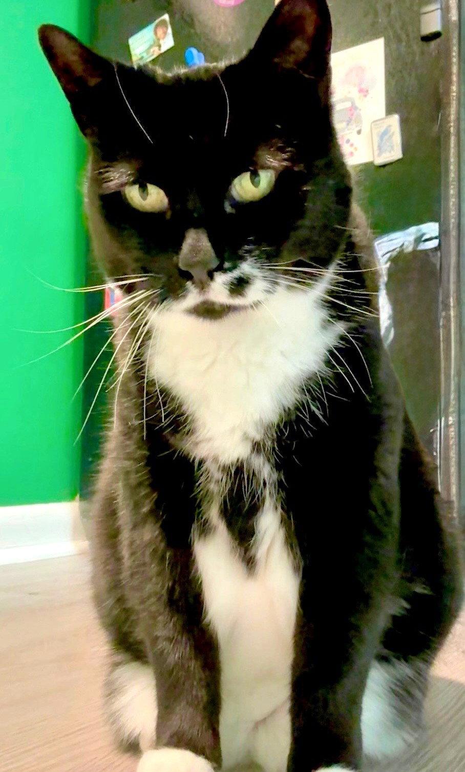 Enlarge Mu, a Adoptable Domestic Short Hair in Reston, VA image 2/3