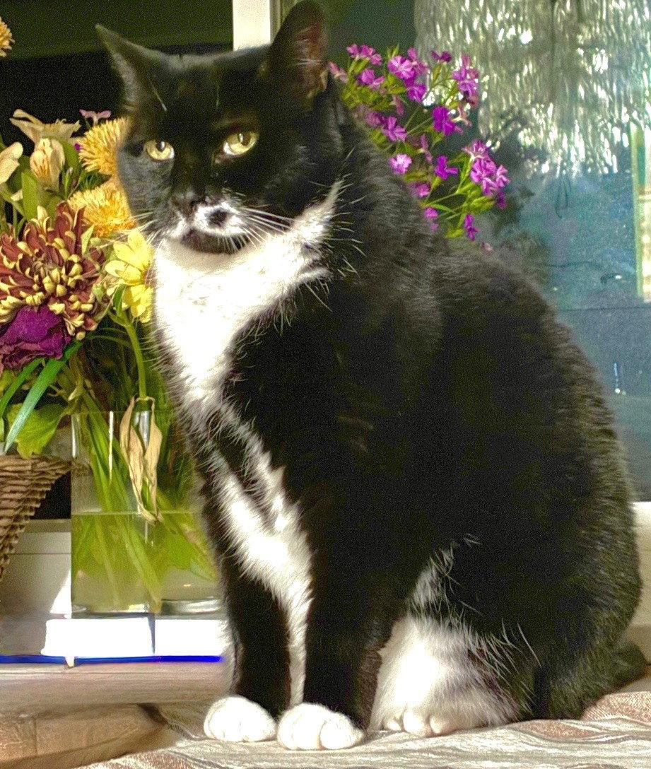 Mu, Adoptable, Senior Female Domestic Short Hair.
