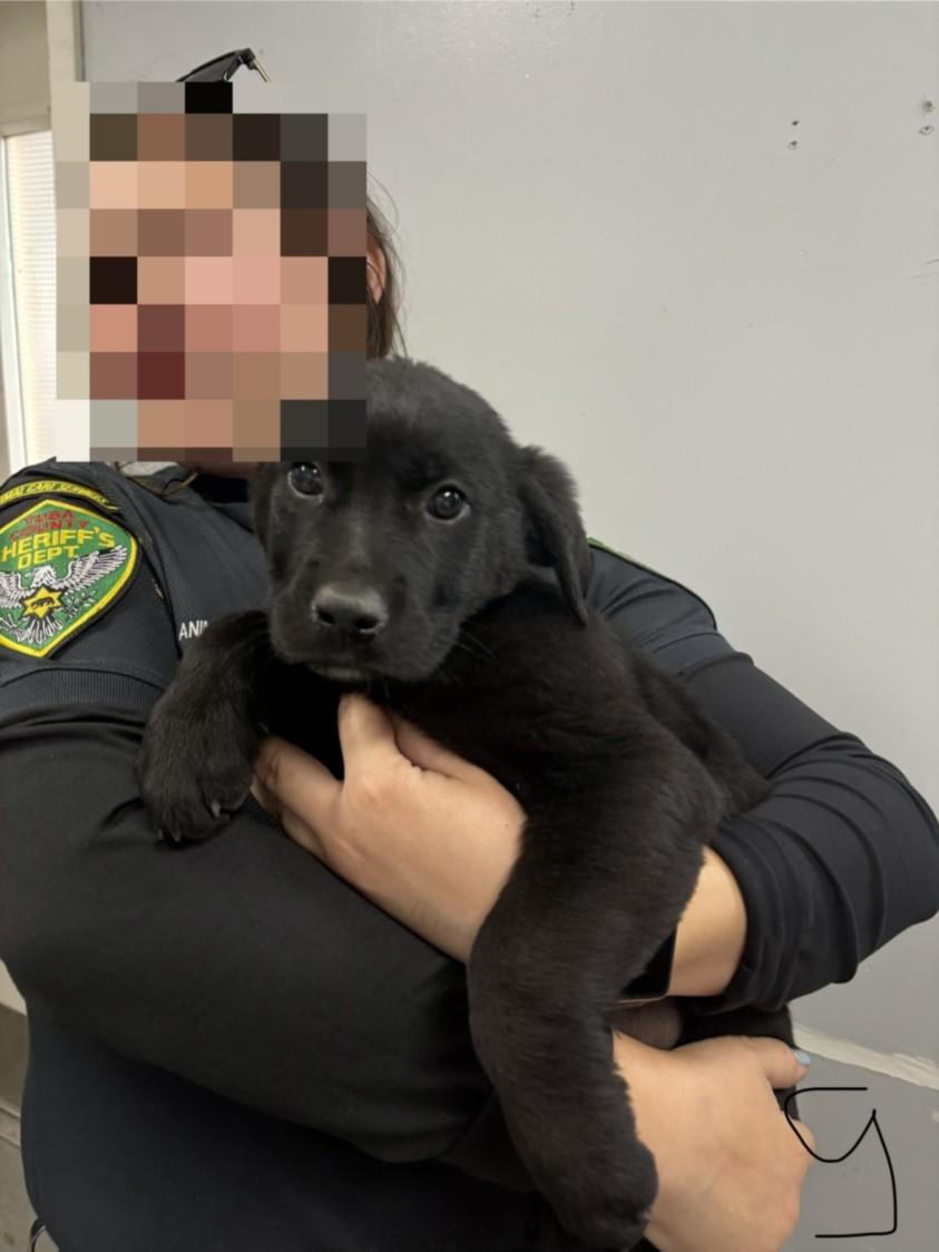 Enlarge LUNA, a Adoptable mixed breed in Olivehurst, CA image 1/1